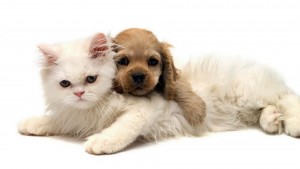 Animals___Cats_____White_cat_and_puppy_083190_1
